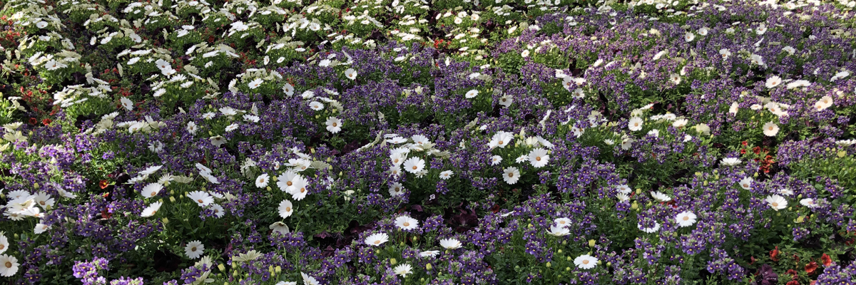Beautiful annual pots